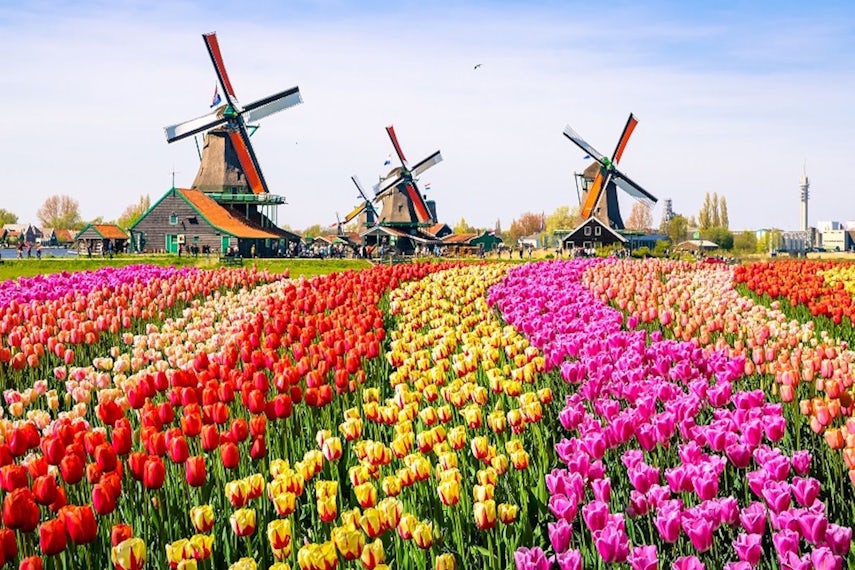 tulip house 0
